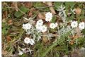 Cerastium tomentosum